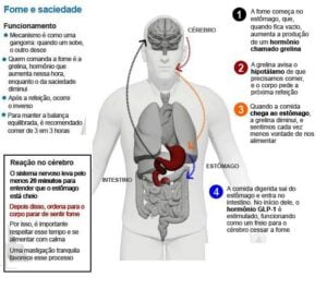 funcionamento da leptina e grelina